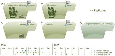 Foundation species stabilize an alternative eutrophic state in nutrient-disturbed ponds via selection on microbial community